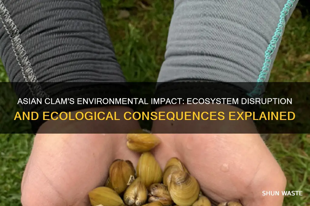 how does an asian clam affect the environment