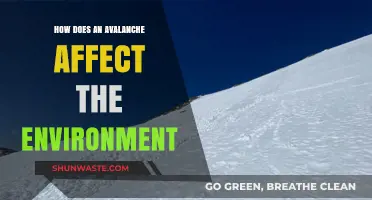 Avalanche Impact: Environmental Consequences and Ecosystem Disruption Explained