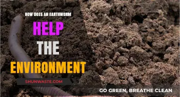 Earthworms: Unsung Heroes of Soil Health and Ecosystem Balance