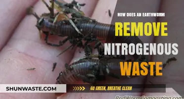 Earthworm Waste Management: Nitrogen Removal Explained in Simple Terms