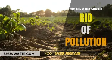 Nature's Clean-up: How Ecosystems Fight Pollution