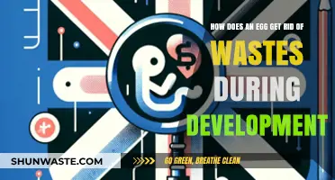 Egg Waste Management: Unveiling Embryonic Development's Hidden Detox Process