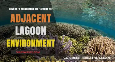Organic Reefs: Transforming Lagoon Ecosystems and Biodiversity Dynamics