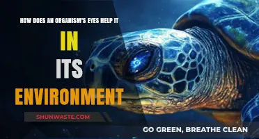 Eyes as Environmental Tools: Enhancing Survival and Adaptation in Nature