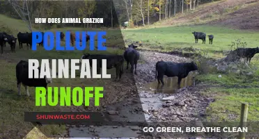 Grazing's Impact: Polluting Rain with Runoff