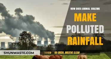 Grazing Animals: How They Pollute Rainfall