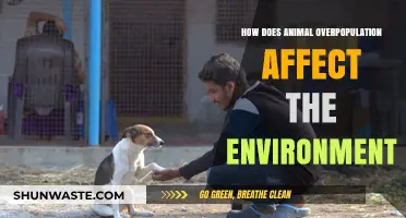 Animal Overpopulation's Impact: Environmental Consequences and Ecosystem Disruption Explained
