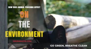 Devastating Impacts: How Animal Poaching Destroys Ecosystems and Biodiversity