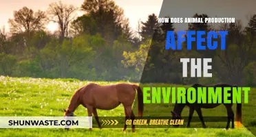 Animal Production's Environmental Impact: Challenges and Sustainable Solutions