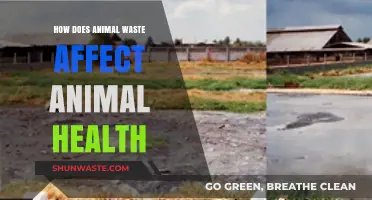 Animal Waste Impact: How It Affects Livestock Health and Welfare