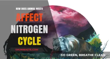 Animal Waste's Impact on the Nitrogen Cycle Explained