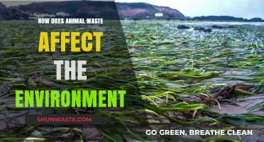 Animal Waste's Environmental Impact: Pollution, Climate Change, and Ecosystem Disruption