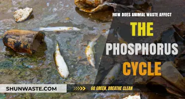 Animal Waste's Impact on Phosphorus Cycling in Ecosystems