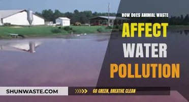 Animal Waste's Impact on Water Pollution: Causes and Solutions