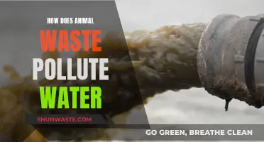 Animal Waste: A Hidden Threat to Water Quality