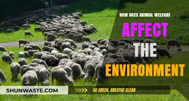 Animal Welfare's Impact: How Caring for Creatures Benefits Our Planet