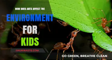 Ants' Role in Nature: Exploring Their Impact on the Environment for Kids