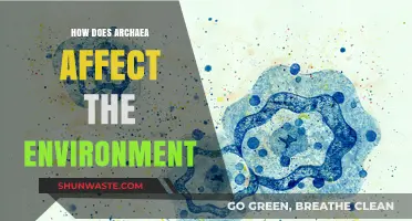 Archaea's Environmental Impact: Unseen Microbes Shaping Ecosystems and Climate