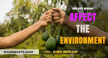 Avocado's Environmental Impact: Sustainability Concerns and Green Practices Explored