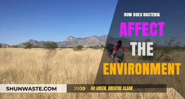 Bacterial Impact: Shaping Ecosystems and Environmental Balance Explained