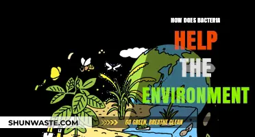 Bacteria's Vital Role: How Microbes Sustain and Heal Our Environment