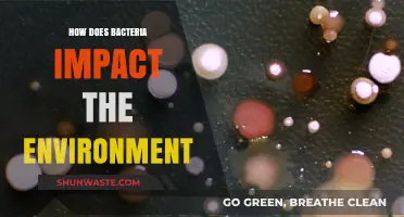 Bacterial Influence: Shaping Ecosystems and Environmental Balance Explained