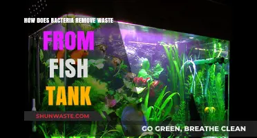 Bacterial Waste Removal: Keeping Your Fish Tank Clean and Healthy