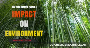 Bamboo Farming: Eco-Friendly Benefits and Environmental Impact Explained