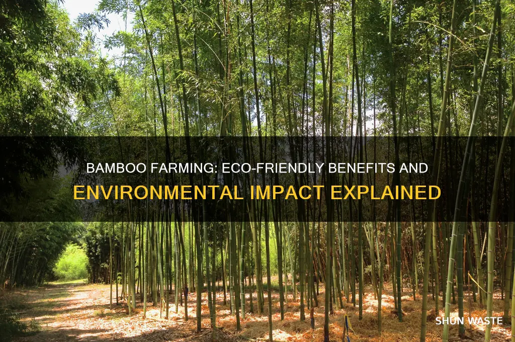 how does bamboo farming impact on environment