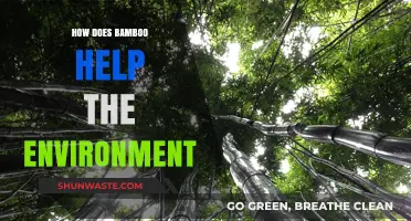 Bamboo's Eco-Friendly Impact: Sustainable Benefits for a Greener Planet