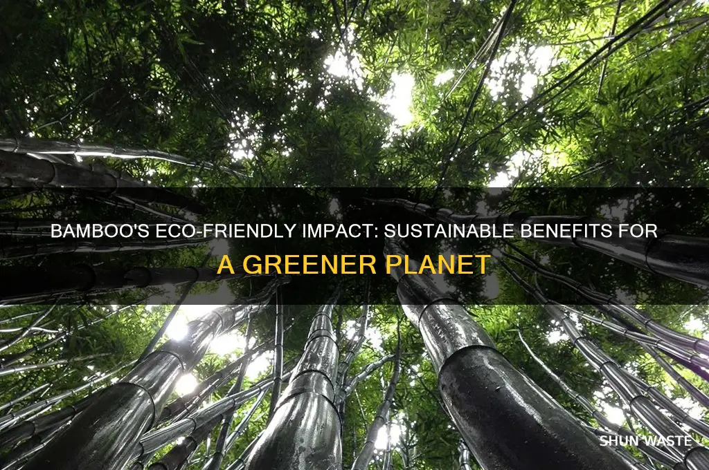 how does bamboo help the environment