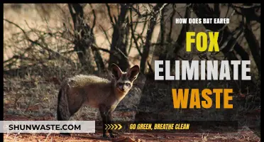 How Bat-Eared Foxes Efficiently Eliminate Waste in the Wild