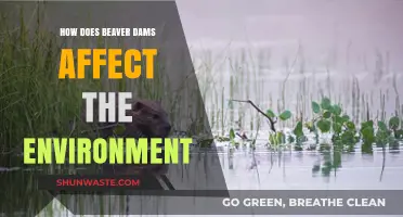 Beaver Dams: Shaping Ecosystems and Transforming Environmental Landscapes