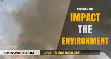 Beef's Environmental Footprint: Climate, Land Use, and Sustainability Explained