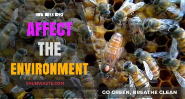 Bees' Vital Role in Pollination and Environmental Sustainability Explained