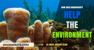Biodiversity's Vital Role: Sustaining Ecosystems and Protecting Our Environment