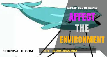 Biomagnification's Impact: How Toxic Buildup Threatens Ecosystems and Wildlife