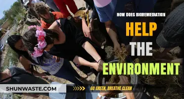 Bioremediation: Nature's Powerful Tool for Healing Our Environment