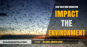 Bird Migration's Environmental Impact: Shaping Ecosystems and Biodiversity