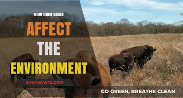 Bison's Environmental Impact: Shaping Ecosystems and Restoring Natural Balance