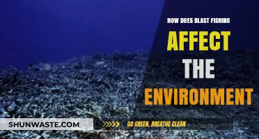 Devastating Impacts: How Blast Fishing Destroys Marine Ecosystems and Biodiversity
