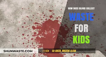 How Blood Cleans Our Body: A Kid-Friendly Waste Collection Guide