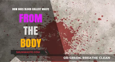 How Blood Cleanses: Waste Collection and Body Detoxification Explained