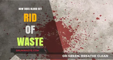 How Blood Eliminates Waste: The Body's Natural Detox Process