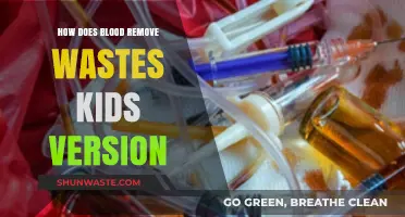 How Blood Cleans Our Body: A Kid-Friendly Waste Removal Guide