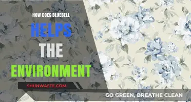 Bluebell's Eco-Impact: Sustainable Practices for a Greener Environment