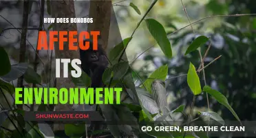 Bonobos' Ecological Impact: Shaping Forests and Biodiversity in Congo Basin