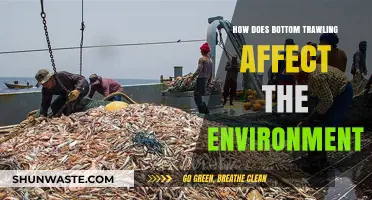 Bottom Trawling's Devastating Impact on Marine Ecosystems and Biodiversity