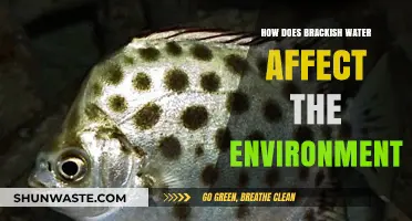 Brackish Water's Environmental Impact: Ecosystems, Biodiversity, and Coastal Changes