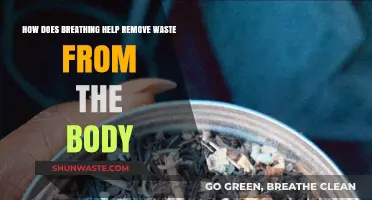 Breathing's Role in Detoxifying: How Respiration Eliminates Body Waste
